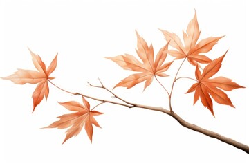 Maple plant leaf tree.