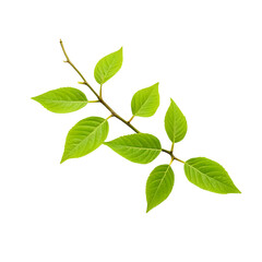 Obraz premium branch with green leaves isolated on a transparent background