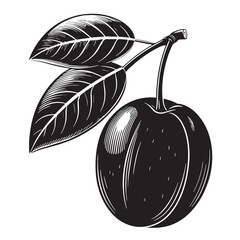 Black kakadu plum Silhouette Vector, High Quality Illustration on White Background © Craftdot