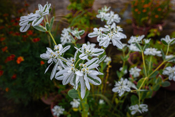 wild white flowers