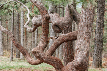 Twisted tree branches creating a dancing shape in a forest, showcasing the beauty and unusual growth patterns found in nature