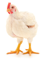 White broiler chicken isolated on white background