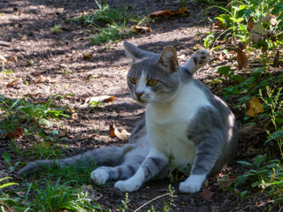 Gray and White Cat Resting in the Shade
