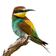 Fototapeta premium Striking european bee eater perched on a branch with vibrant plumage and sharp gaze