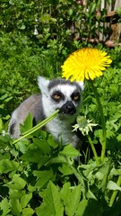 ring tailed lemur eat buttercup