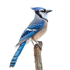 Majestic blue jay perched gracefully on a branch in natural light against