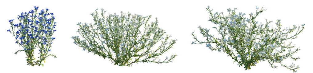 Set of Lobelia erinus (edging lobelia, garden lobelia or trailing lobelia) frontal isolated png on a transparent background perfectly cutout high resolution