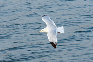 Selective focus on an American Herring Gull flying, Larus Smithsonianus