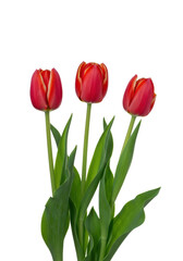 Obraz premium Three vibrant red tulips with closed petals and green stems, isolated against a transparent studio backdrop with high-key lighting, concept of purity and natural elegance