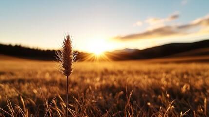 A serene abstract landscape showcasing dry wildflowers and golden grasses at sunset, evoking tranquility in nature's golden hour.