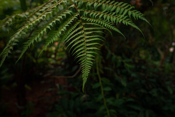 walk in Perdana Botanical Garden, Lush greenery and exotic plants in the Kuala Lumpur Botanical Garden, offering serene escape into nature with vibrant flowers, towering trees, and tranquil paths.