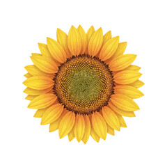 Fototapeta premium Close up detailed illustration of a single sunflower head with bright yellow petals and textured brown center isolated on white background