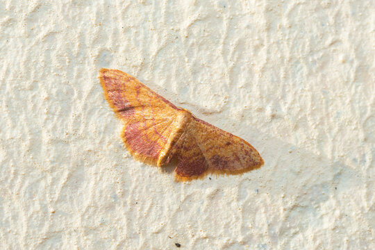 Orange geometer moth on a white wall