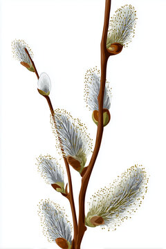 Ramo di salice con amenti soffici, illustrazione realistica su fondo bianco. Elemento primaverile isolato per inviti, Pasqua, packaging e pattern.
