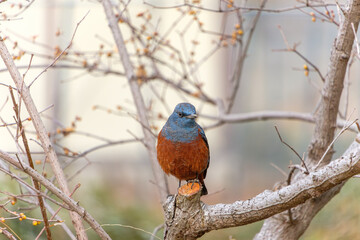 Blue Rock Thrush Perched on a Tree Branch in Winter