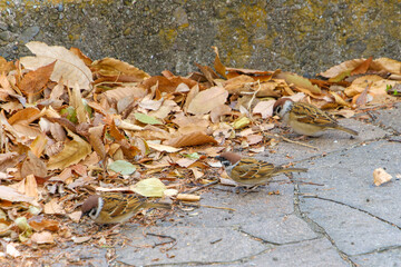 Eurasian Tree Sparrows on Autumn Ground with Fallen Leaves