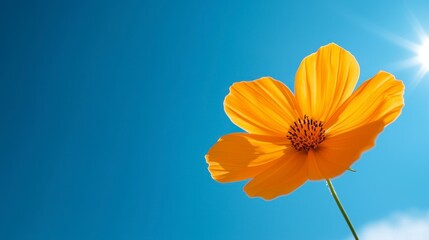A vibrant yellow cosmos flower blooms under the bright sunshine against a clear blue sky, showcasing nature's beauty.