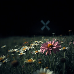 daisies in the field