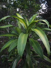 Obraz premium green and yellow