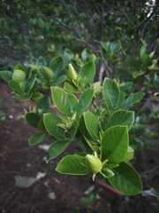 green leaves in the garden