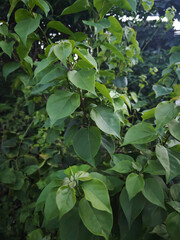 Obraz premium green leaves background