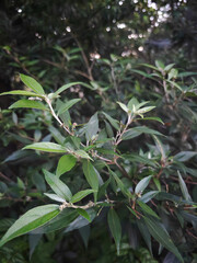 green leaves in the forest