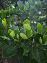 green leaves on tree