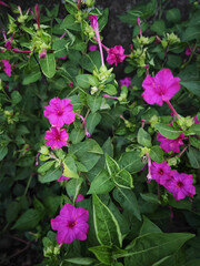 pink flowers in the garden