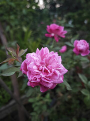 pink rose bush