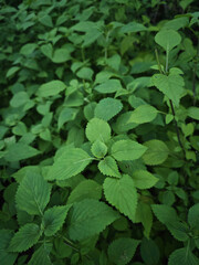green leaves background