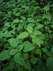 green leaves in the garden