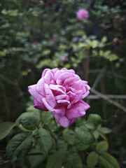 pink rose beautiful in garden