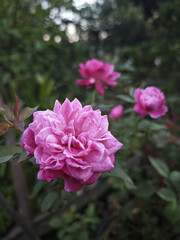 pink rose in garden