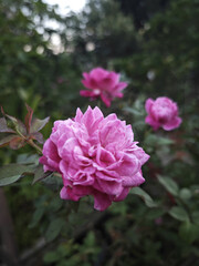 pink rose in garden