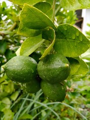 A clear macro shot of unripe lemons growing on a tree. The fruit is a vibrant green and covered in tiny water droplets.