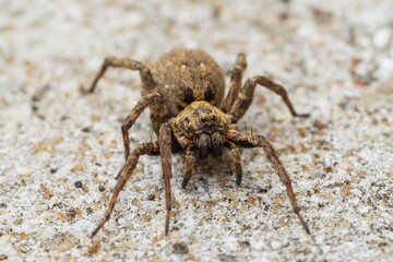 Ragno lupo nel suo habitat