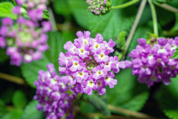 Creeping Lantana flower, Lantana Montevidensis