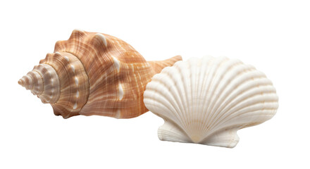 Obraz premium Spiral Conch and Scallop Seashells – Marine Shells on White Background for Nature & Education