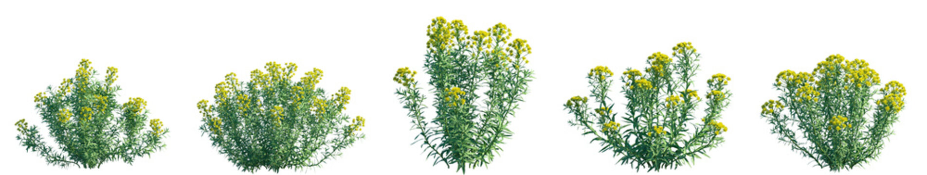 Set of Euphorbia palustris (the marsh spurge or marsh euphorbia) frontal isolated png on a transparent background perfectly cutout high resolution