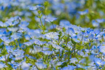 Nemophila field with blue blossoms in full bloom