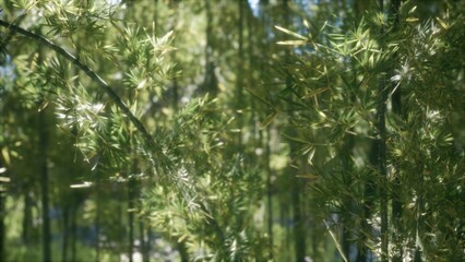 In a tranquil bamboo forest, slender stalks rise towards the sky, swaying gracefully in the gentle breeze while sunlight filters through the vibrant green leaves creating a serene atmosphere.
