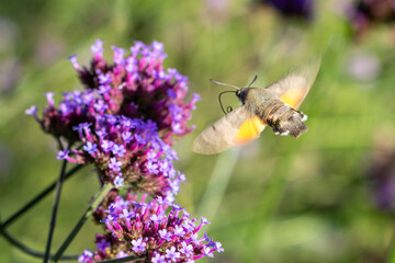 Moro-sphinx butinant une Verveine de Buenos-Aires
