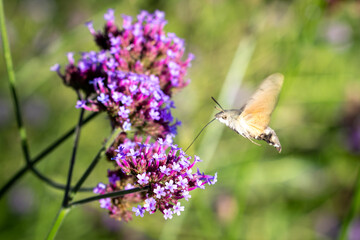 Moro-sphinx butinant une Verveine de Buenos-Aires
