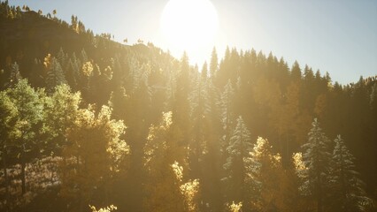 Sunlight filters through tall trees, casting a warm glow on vibrant autumn foliage. The forest is...