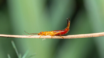 Earwig with raised pincers in a threat pose, genus Guanchia