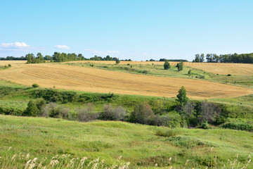 Obraz premium Golden Fields and Rolling Hills Under a Clear Blue Sky wallpaper
