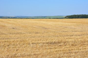 Golden Harvest Field Under a Clear Blue Sky agriculture