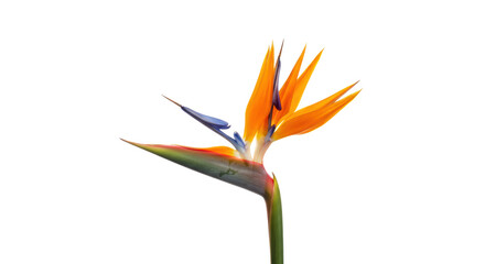 Pristine Strelitzia reginae flower with vibrant orange petals, blue sepals, green stem, upright on a brilliant white high-key studio background, copy space, concept of exotic natural beauty