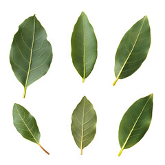 Fototapeta premium Premium Bay Leaves Trio Element Set on White Background