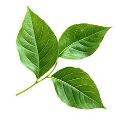 Obraz premium Vibrant Fresh Green Leaves on White Background for Nature Design Inspiration